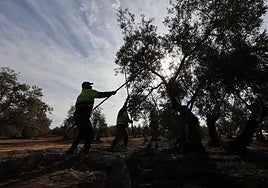 Detenido un hombre por la muerte de otro tras un disparo en una finca de Adamuz