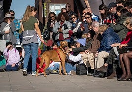 Bioparc Valencia acoge el domingo 14 de diciembre el desfile de perros en busca de un hogar