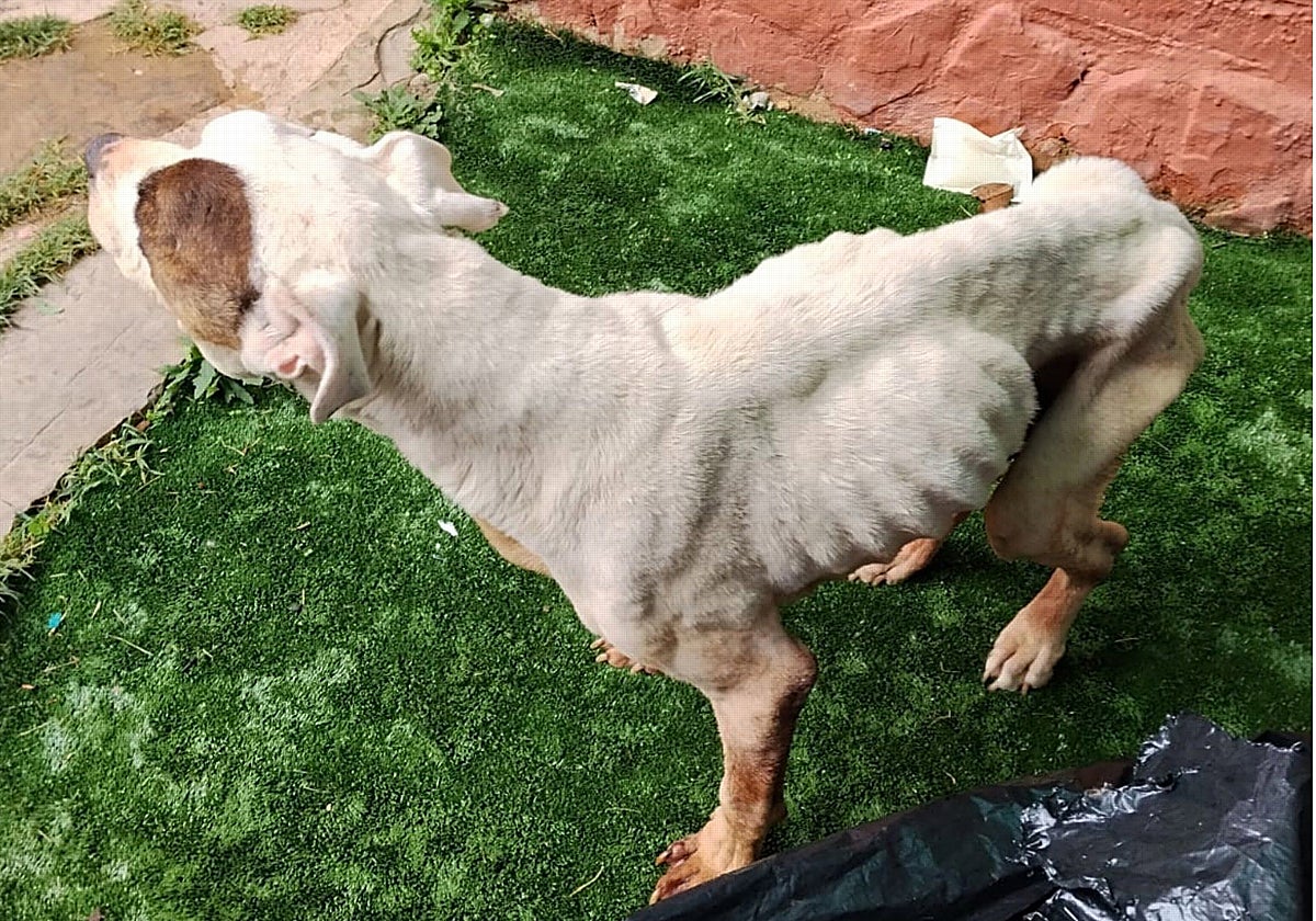 Estado que presentaba el perro cuando le vieron los agentes del Seprona