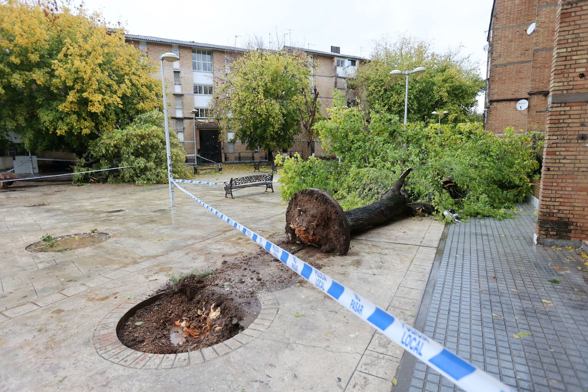 Los efectos de la borrasca Claudia en el Sector Sur de Córdoba, en imágenes