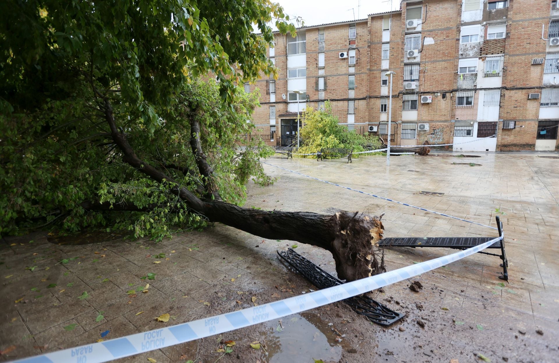 Los efectos de la borrasca Claudia en el Sector Sur de Córdoba, en imágenes