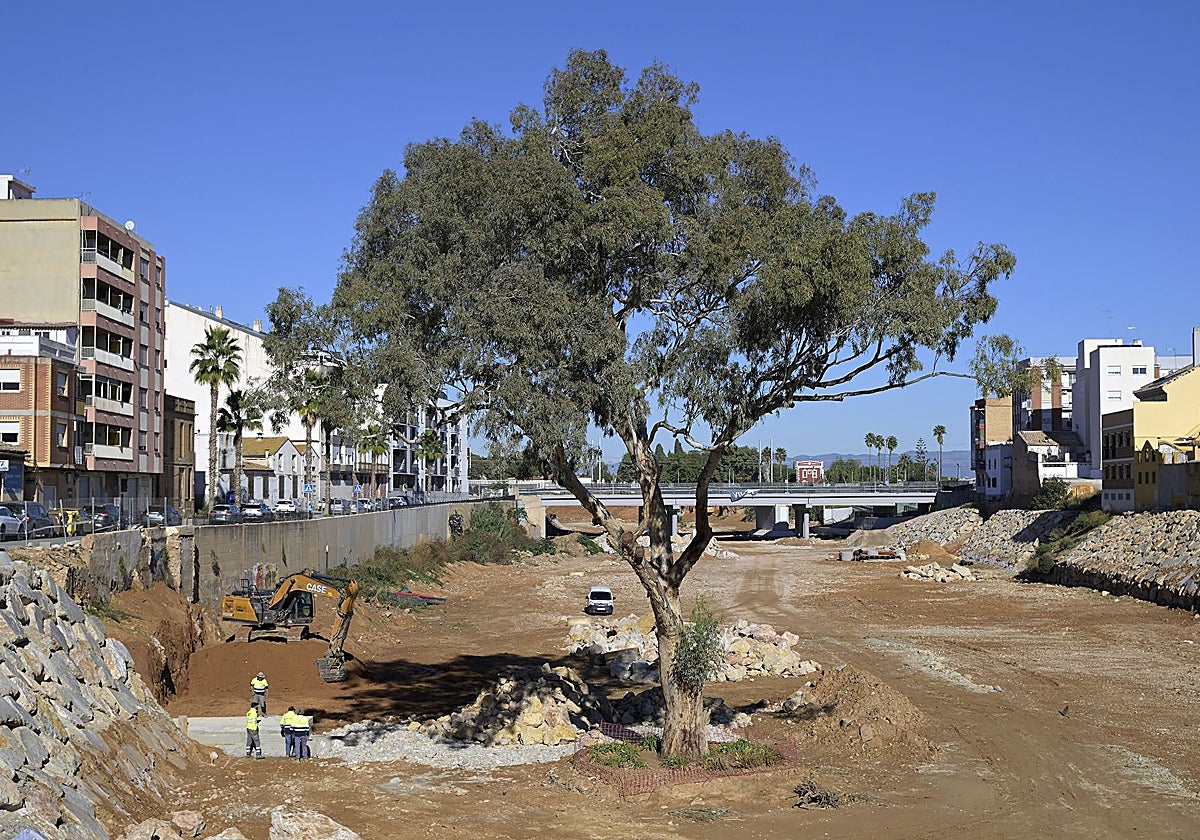 Imagen del eucalipto del barranco del Poyo en Paiporta (Valencia)