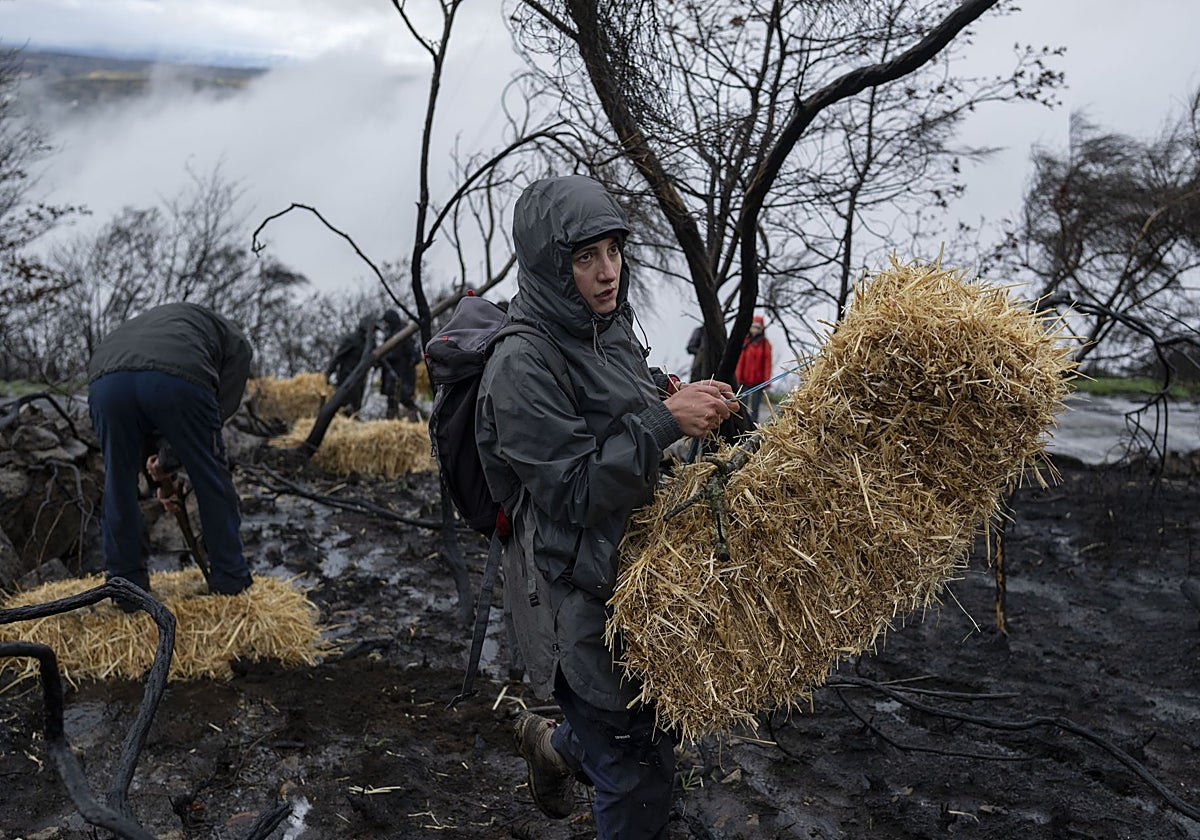Voluntarios en los montes de Maceda (Orense) preparando el suelo contra el arrastre de cenizas