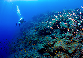El volcán de La Palma muestra «insólitos patrones»  para recuperar sus comunidades de peces en las coladas