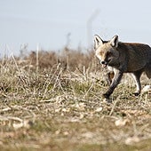 Un zorro aparece muerto en Zaragoza por gripe aviar