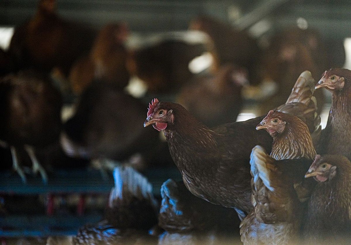 Gallinas en una explotación de la provincia de Palencia