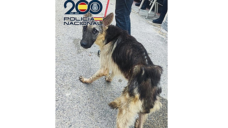 Trece detenidos con 527 plantas de marihuana, armas y un perro mutilado al cortarle las orejas sin medios asépticos