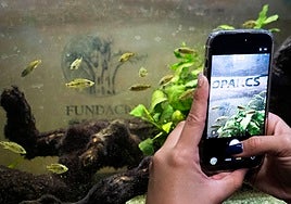 Un rarísimo pez que sólo habita en un lago de Camerún llega a Bioparc Valencia