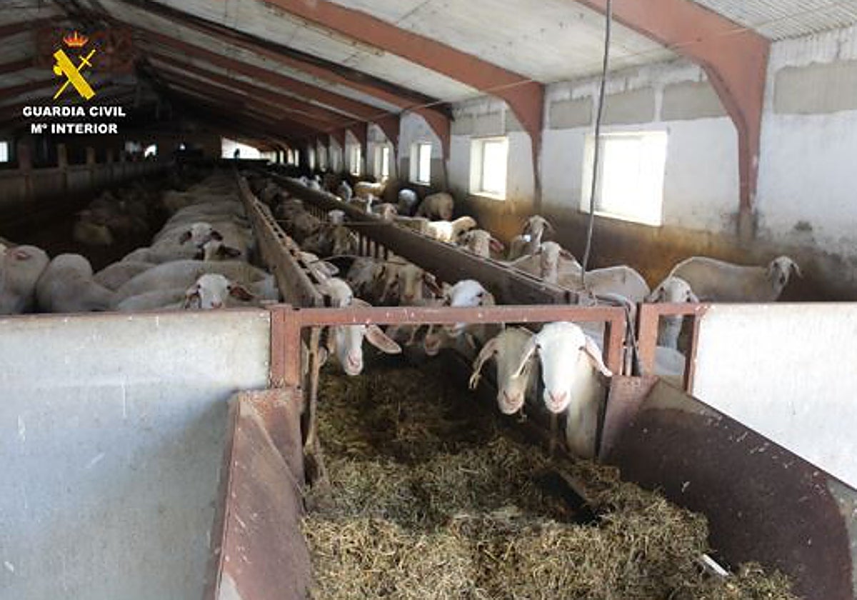 Granja de ovejas en Olmedo donde se han localizado a los animales afectados