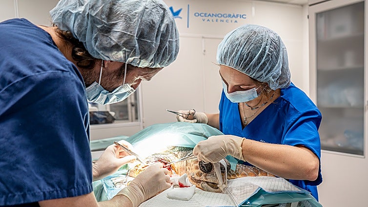Una tortuga marina se recupera en el Oceanogràfic tras la amputación de una aleta por enmalle de plásticos y cabos