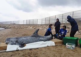 La Fundación Oceanogràfic y la Fundación Pairi Daiza refuerzan el rescate de mamíferos marinos en la costa valenciana