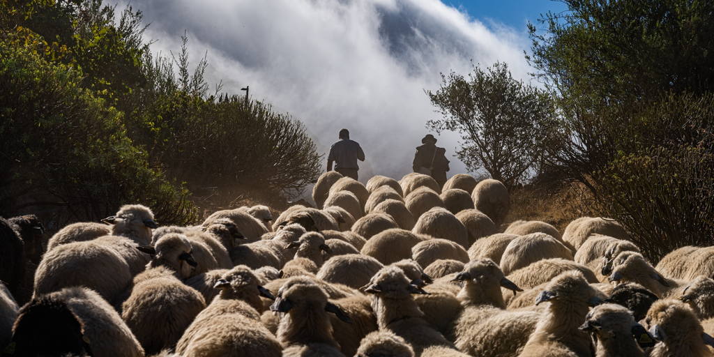 Gran Canaria se blinda contra incendios con nuevos «agentes»: 34 familias de ovejas y cabras bombero