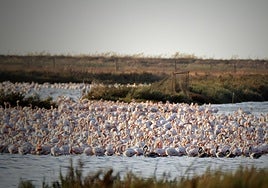 El Consejo de Doñana emite una queja formal al Gobierno por el deslinde de las marismas