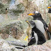 Loro Parque despide al pingüino papúa más longevo de Europa con 40 años