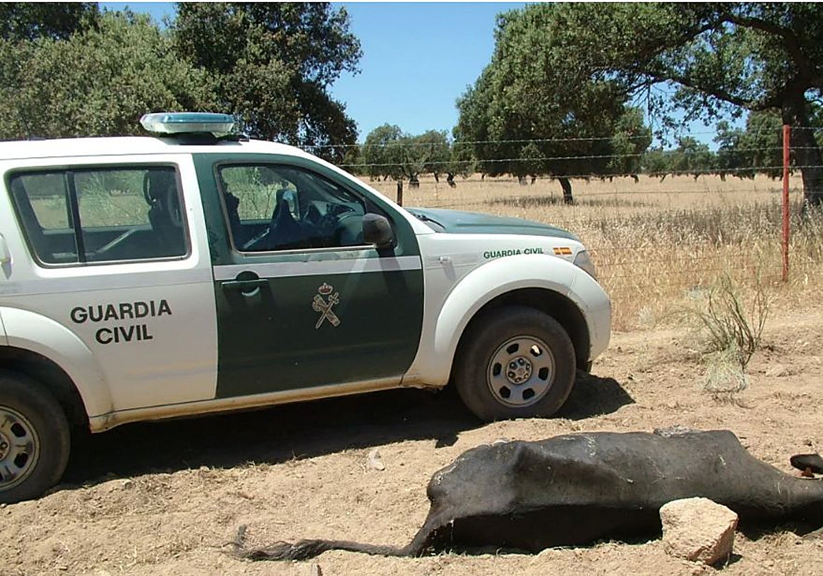 Una vaca muerta junto a una patrulla de la Guardia Civil en una imagen de archivo