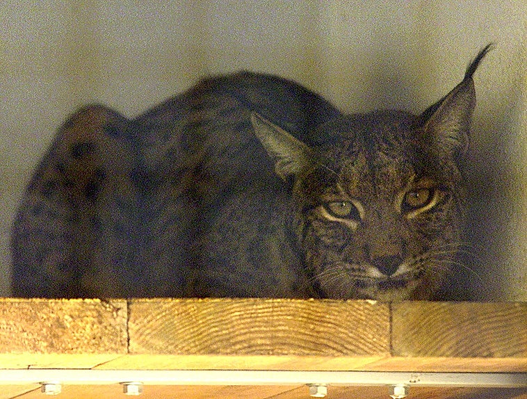 El Valle del Ebro, campo de pruebas para la reintroducción por primera vez de ocho ejemplares de lince ibérico