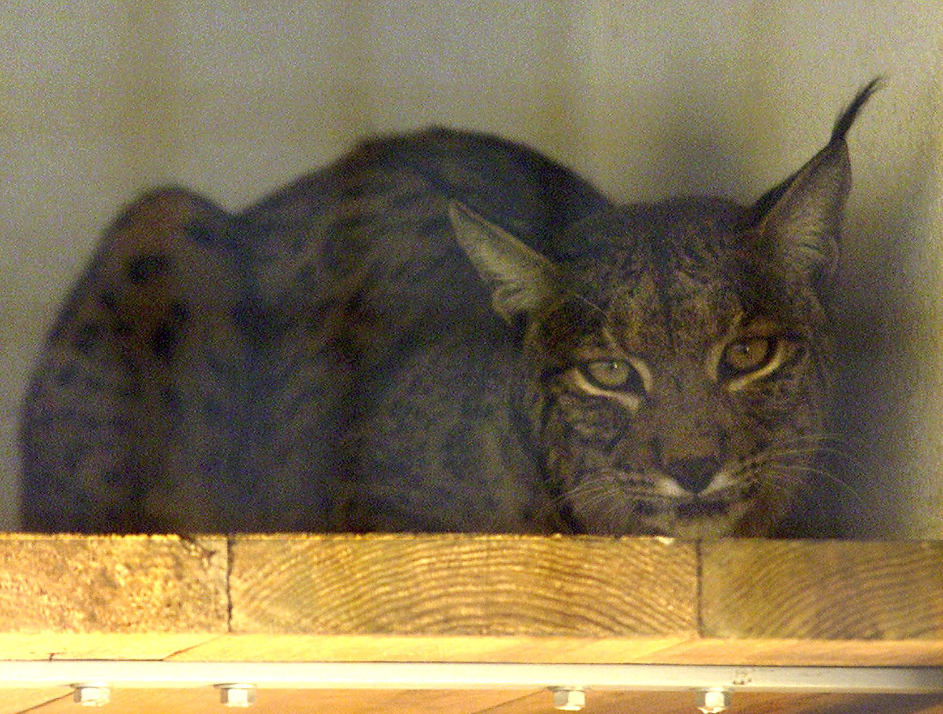 El Valle del Ebro, conejillo de indias para la reintroducción por primera vez de ocho ejemplares de lince ibérico