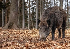 Cataluña detecta cuatro nuevos casos de peste porcina africana en jabalíes