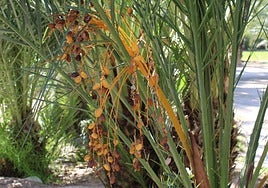 Un estudio revela que el dátil tiene el triple de potasio que el plátano: «Y no está azucarado como el de la importación»