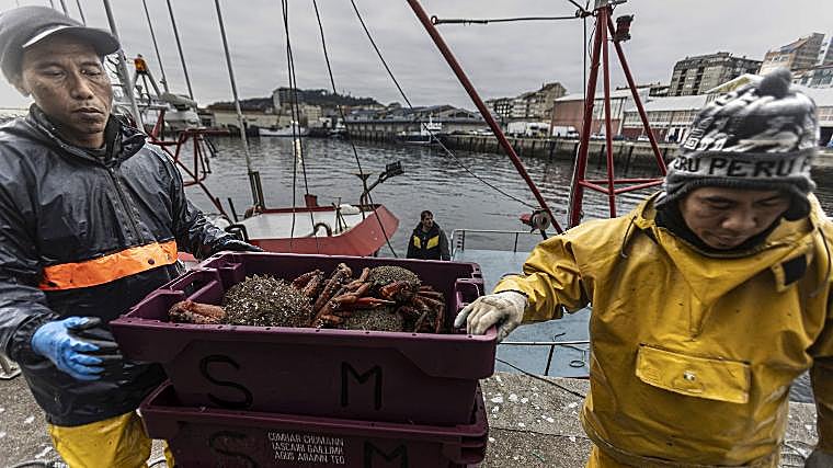 Fishermen unload crabs in the port of Ribeira (La Coruña)