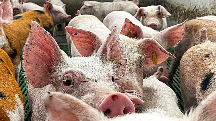 Aragón ha reforzado las inspecciones y el control de bioseguridad en las explotaciones porcinas tras los casos de peste porcina africana detectados en Cataluña, aunque continúa sin ningún caso, ni en fincas ganaderas ni en fauna silvestre.