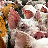 Cómo se blinda Aragón ante la proximidad de la peste porcina africana