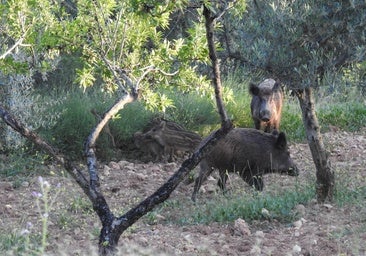 La UME se enfrenta a los jabalíes sin disparos y con jaulas para contener el foco de peste porcina en Cataluña