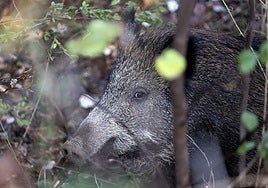 La Xunta plantea aumentar las batidas de jabalí en zonas de gran proliferación