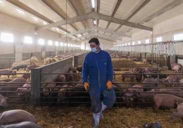 Europa amplía a 91 municipios el veto a la exportación de cerdo pero salva los grandes núcleos de producción
