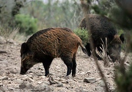 «Cierta preocupación» en Castilla y León por el impacto económico de la Peste Porcina Africana