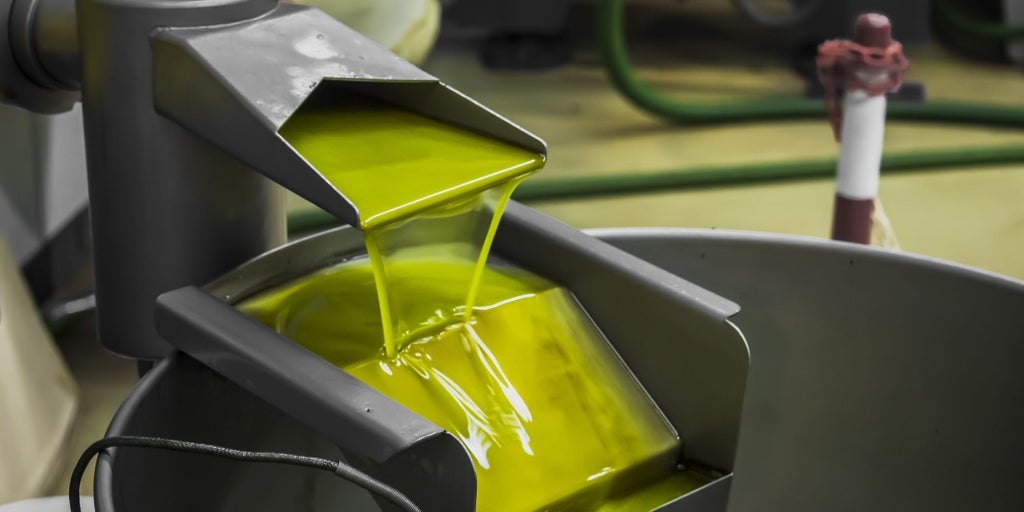 Castilla-La Mancha prevé una producción de aceituna más corta que en 2024 pero con mayor rendimiento y con una «calidad excepcional»