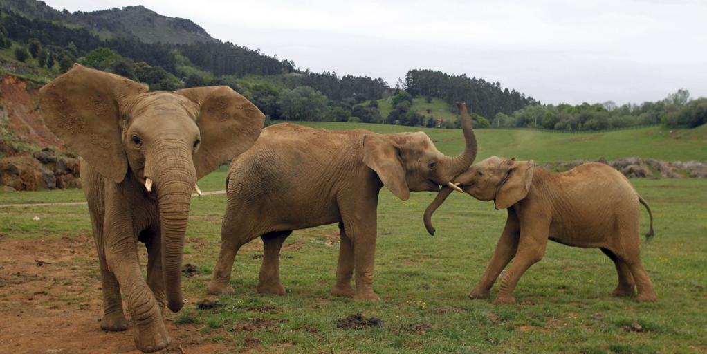 Muere el elefante Jums, macho dominante de Cabárceno, tras una fuerte pelea con su hijo
