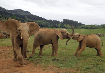 Muere el elefante Jums, macho dominante de Cabárceno, tras una fuerte pelea con su hijo