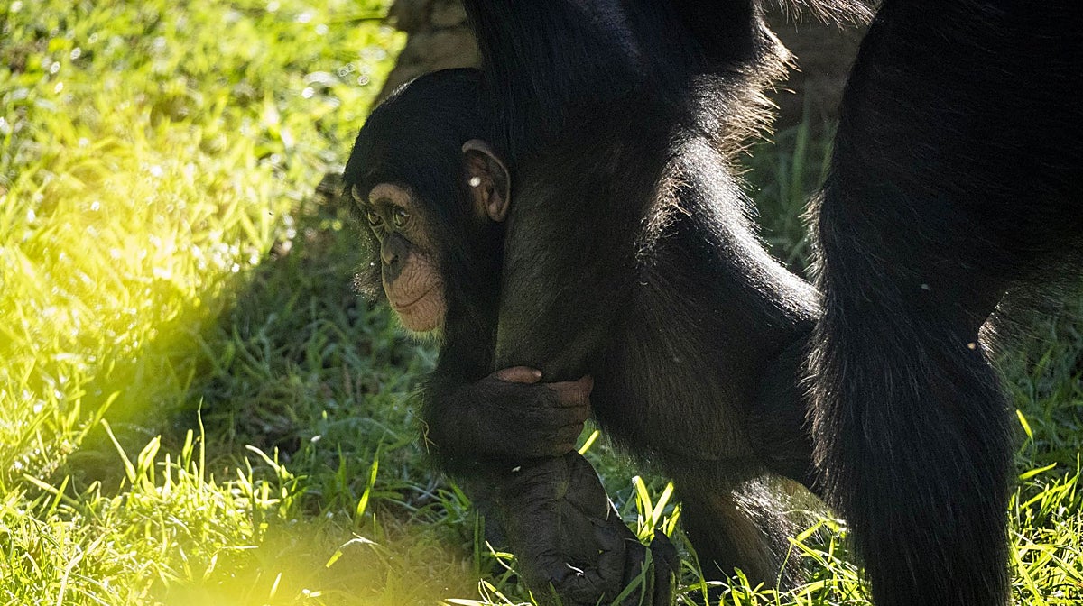 El chimpancé criado a mano en Bioparc Valencia completa con éxito su integración en su familia