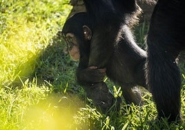 El chimpancé criado a mano en Bioparc Valencia completa con éxito su integración en su familia