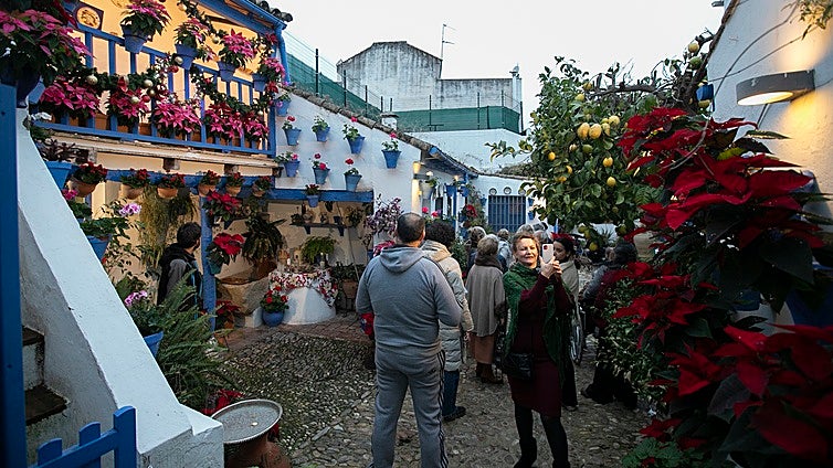 Navidad en los Patios: cuando brillan los pascueros y se siembran las primeras gitanillas