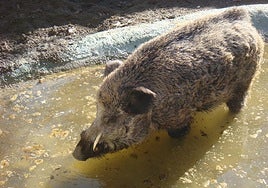 Nuevas medidas de la Junta para evitar la peste porcina en Córdoba: declara la emergencia cinegética para intensificar el control del jabalí