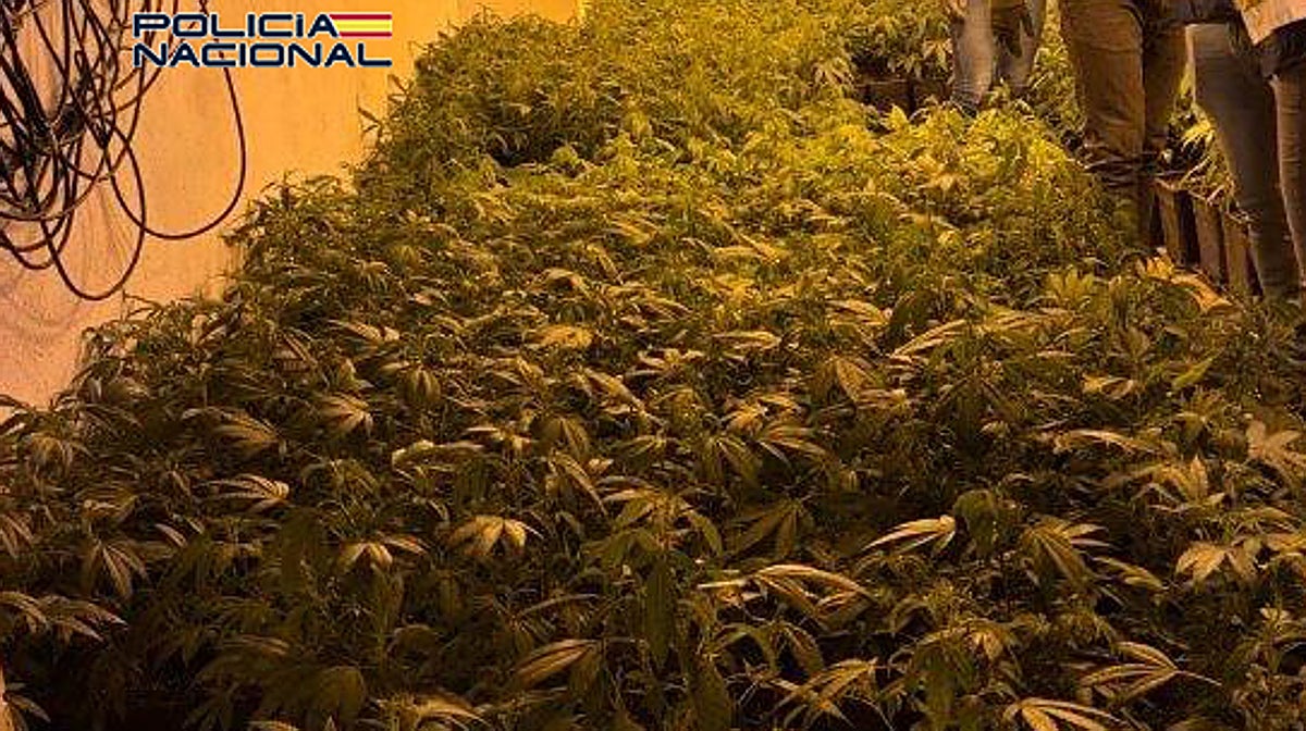 Plantación de marihuana 'indoor' desmantelada en Xirivella (Valencia) por la Policía Nacional