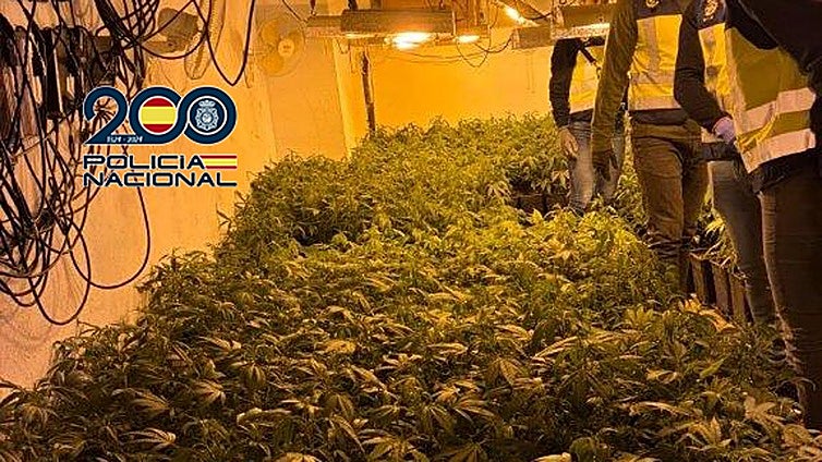 Desmantelan un cultivo de marihuana 'indoor' con 600 plantas y armas en Valencia