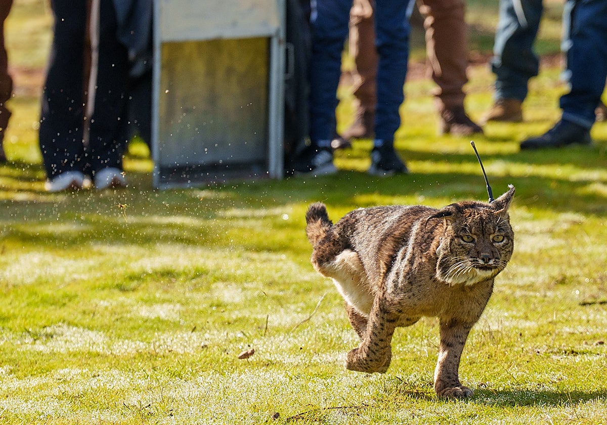Kai tras su salida al exterior en su liberación en Adamuz