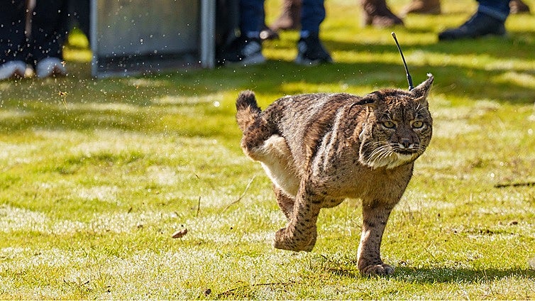 La historia de Kai, la lince ibérico liberada por la Junta en Adamuz tras perder una pata