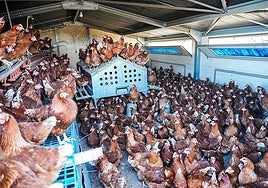 Castilla y Léon retira las medidas de control para las zonas de vigilancia en las que se habían detectado focos de gripe aviar