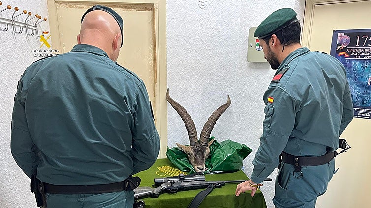 Investigadas dos personas por cazar un macho de cabra montés en Castellón sin permiso