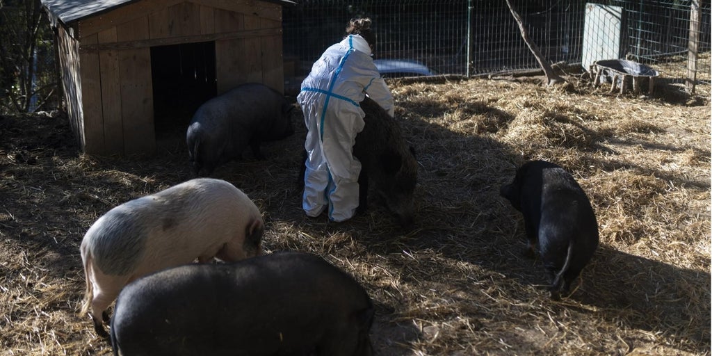 Un catedrático de la UCLM formará parte del comité para el asesoramiento del brote de peste porcina africana