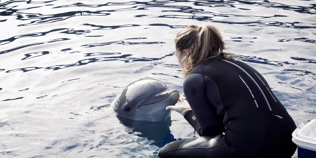 Un estudio pionero valida un método no invasivo para medir el bienestar animal con la piel de delfines del Oceanogràfic