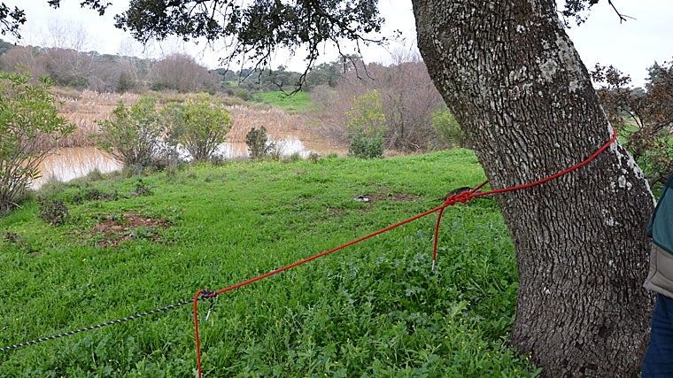 Detail of the rope that crossed the lake attached to one of the oak trees on the shore