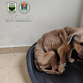 Investigadas dos personas por maltrato animal al desatender a su perro, que acabó muriendo