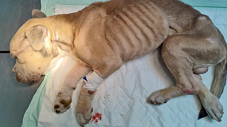 Two people investigated for animal abuse for neglecting their dog, which ultimately died