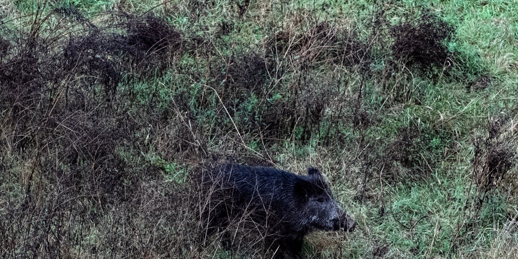 Confirmados otros dos positivos por PPA y un foco de gripe aviar en Cataluña