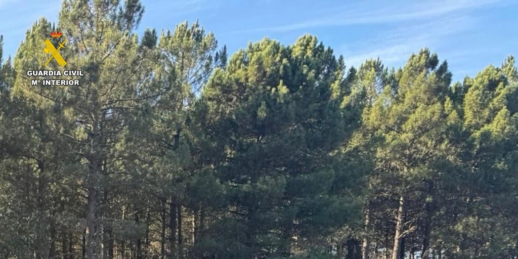 Andalucía, la comunidad de España con mayor número de mujeres asesinadas por violencia de género en 2025